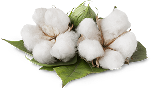 Cotton-new.png