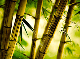 bambuk.jpg